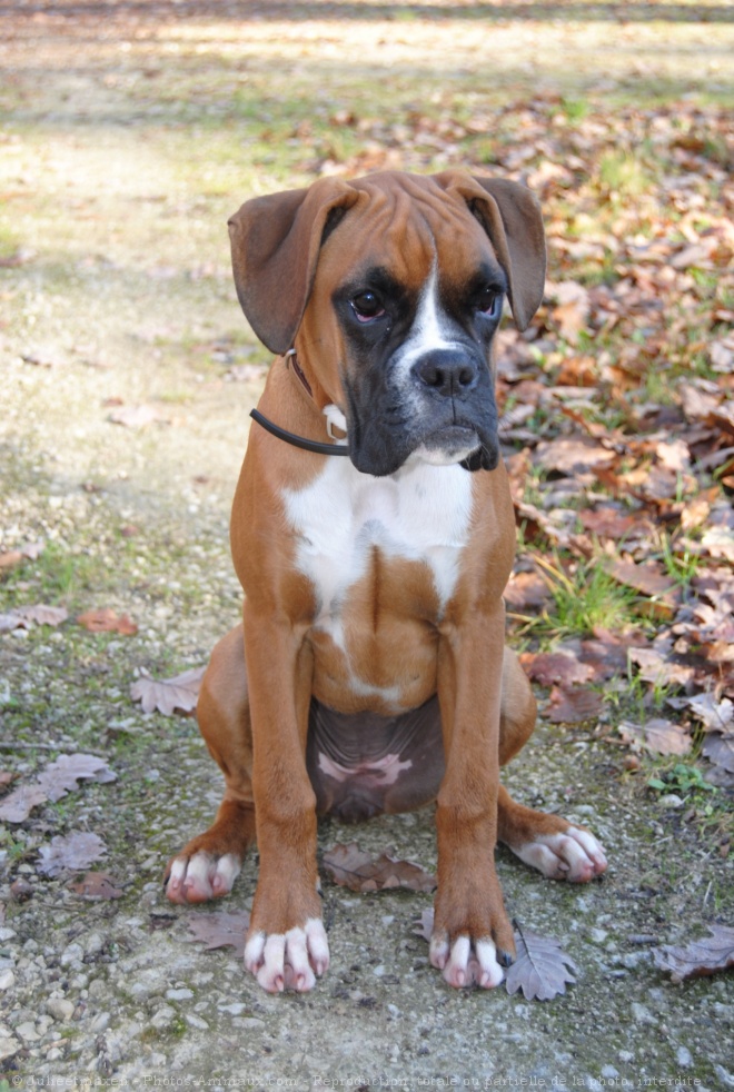 Photo de Boxer