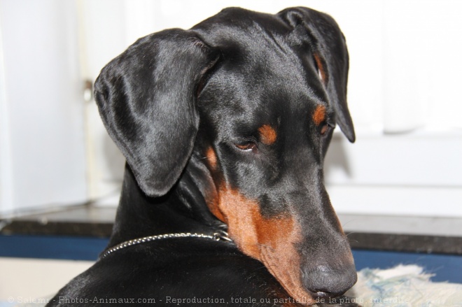 Photo de Dobermann