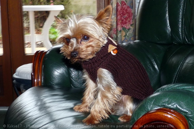 Photo de Yorkshire terrier