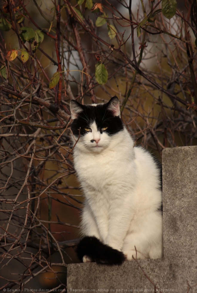 Photo de Chat domestique