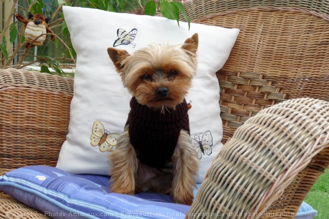 Photo de Yorkshire terrier