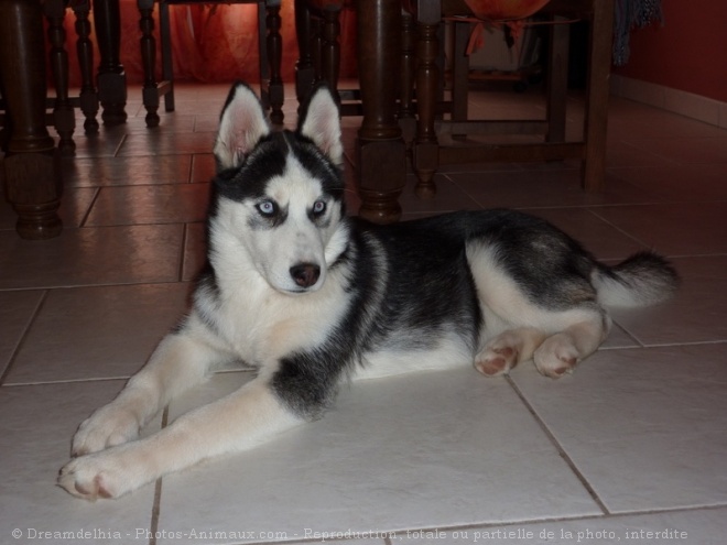 Photo de Husky siberien