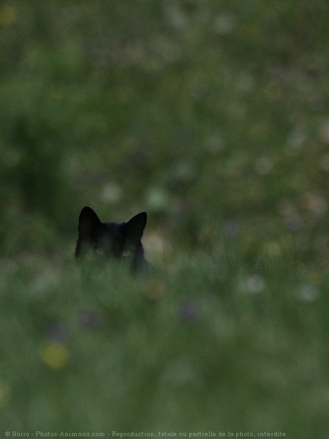 Photo de Chat domestique