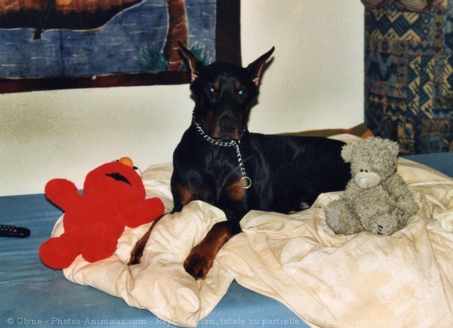 Photo de Dobermann