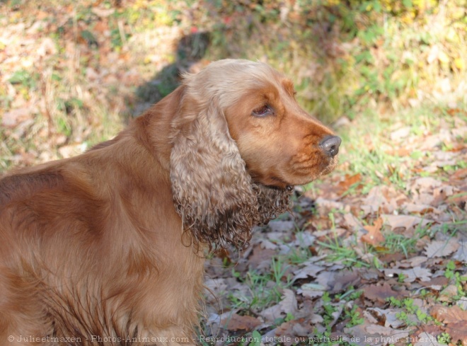 Photo de Cocker anglais