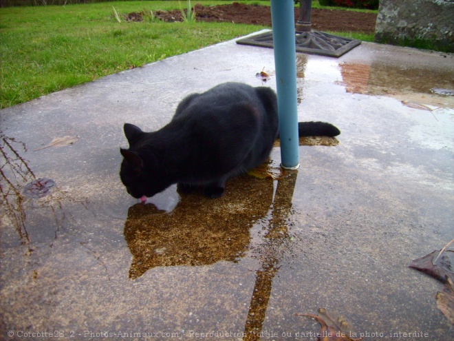 Photo de Chat domestique