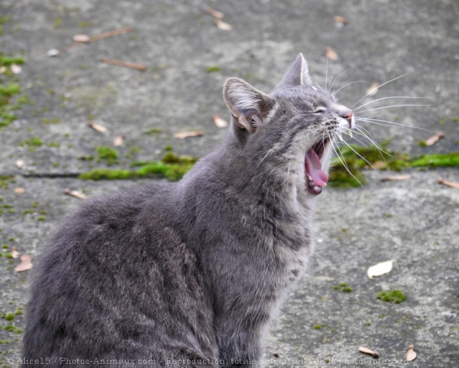 Photo de Chat domestique