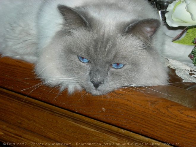 Photo de Ragdoll