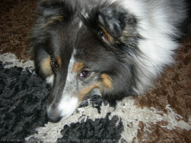 Photo de Chien de berger des shetland