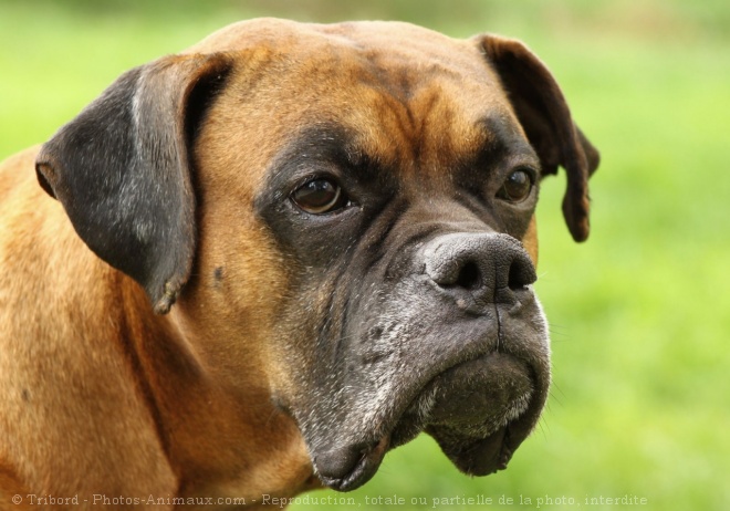 Photo de Boxer