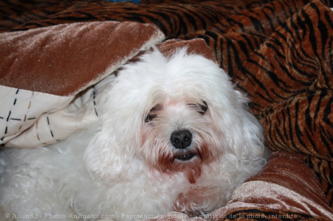 Photo de Bichon maltais