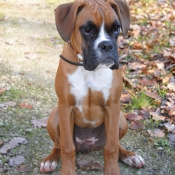 Photo de Boxer