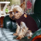 Photo de Yorkshire terrier