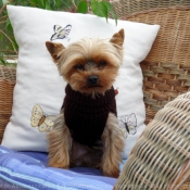 Photo de Yorkshire terrier