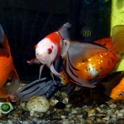 Photo de Poissons rouges