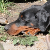 Photo de Dobermann