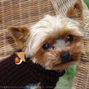 Photo de Yorkshire terrier