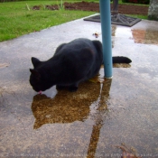 Photo de Chat domestique