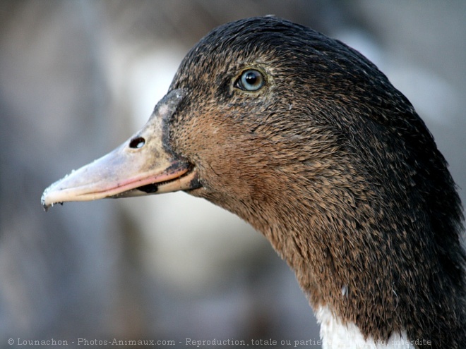 Photo de Canard