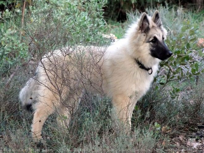 Photo de Berger belge tervueren