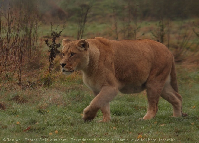 Photo de Lion