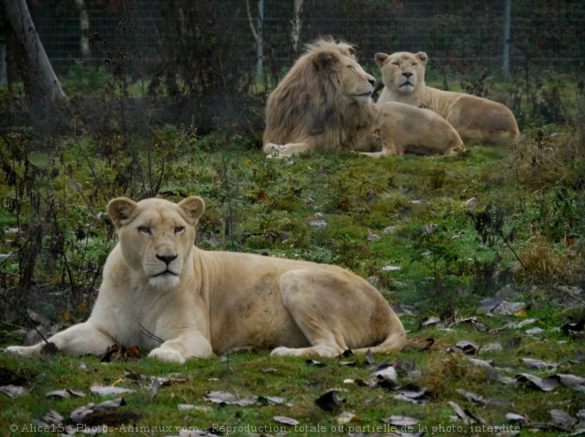 Photo de Lion