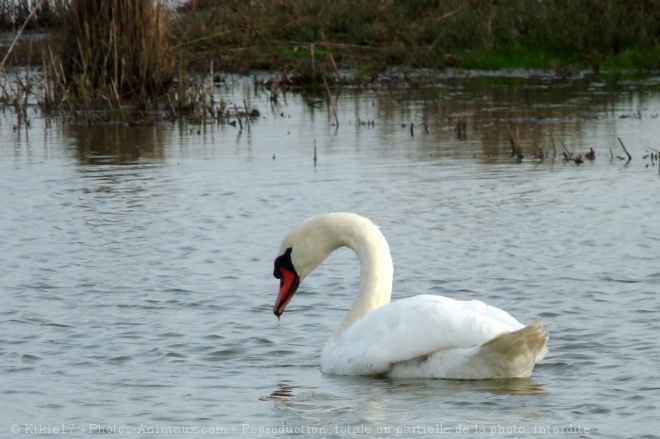 Photo de Cygne