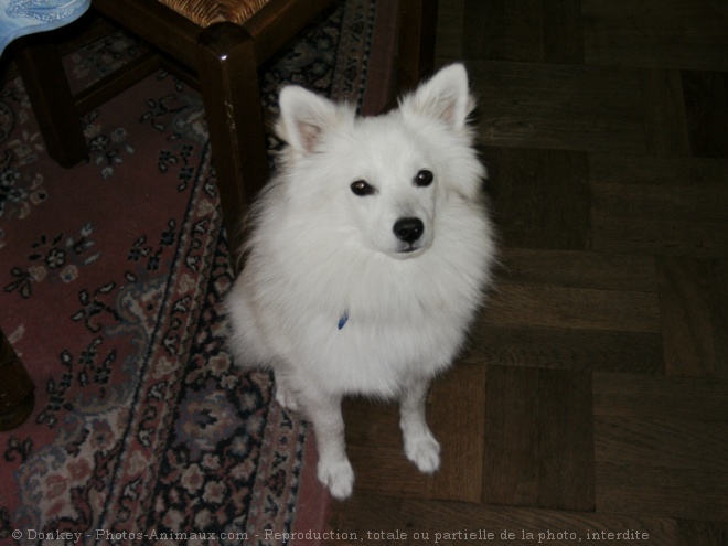 Photo de Spitz moyen