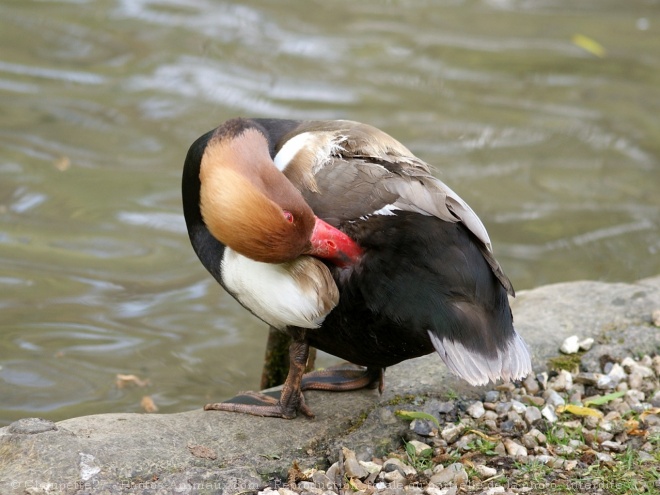 Photo de Canard nette rousse