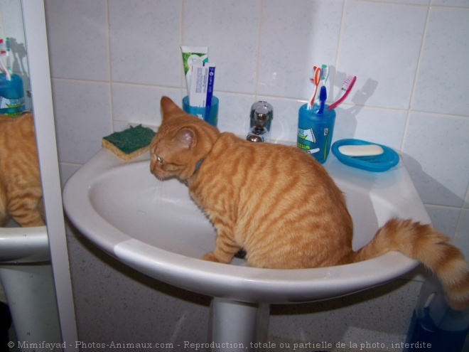 Photo de Chat domestique