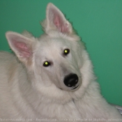 Photo de Berger blanc suisse