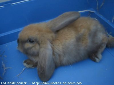 Photo de Lapin