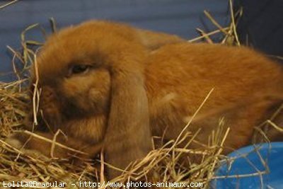 Photo de Lapin