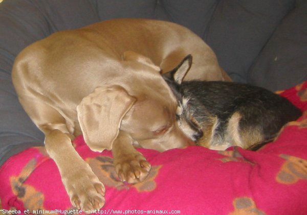 Photo de Races diffrentes