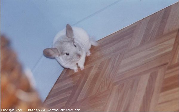 Photo de Chinchilla