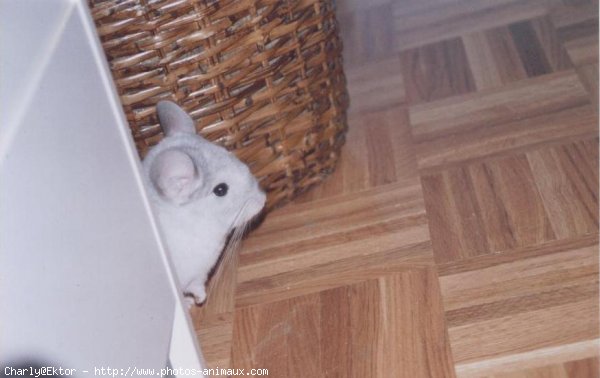 Photo de Chinchilla