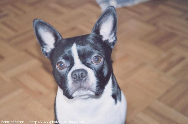 Photo de Boston terrier