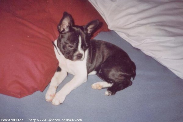 Photo de Boston terrier