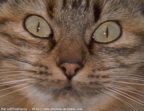 Photo de Chat domestique