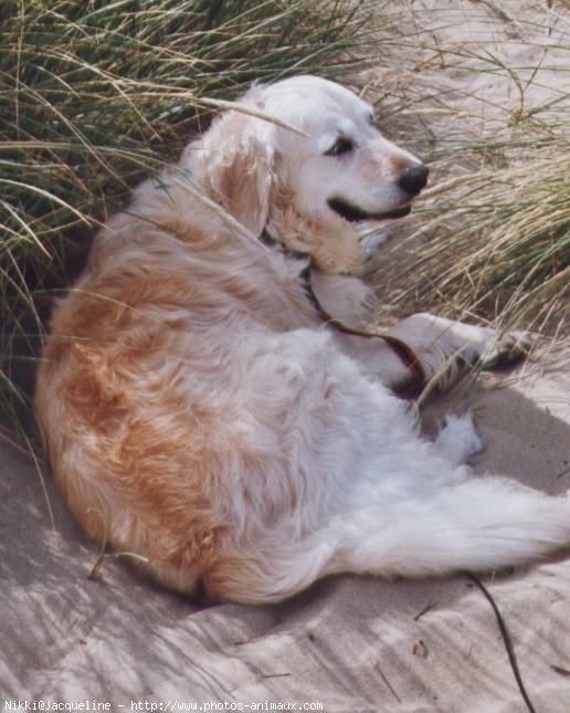 Photo de Golden retriever