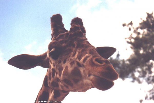 Photo de Girafe