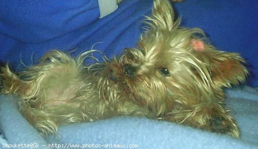 Photo de Yorkshire terrier