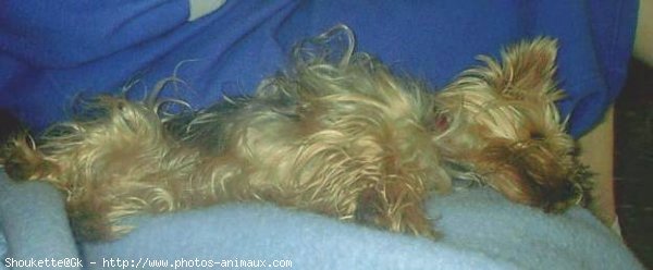 Photo de Yorkshire terrier