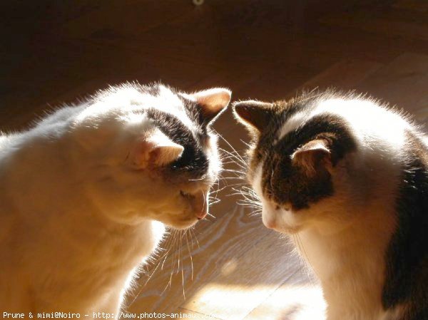 Photo de Chat domestique