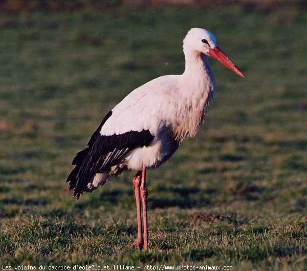 Photo de Cigogne