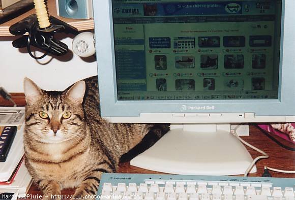 Photo de Chat domestique