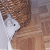 Photo de Chinchilla