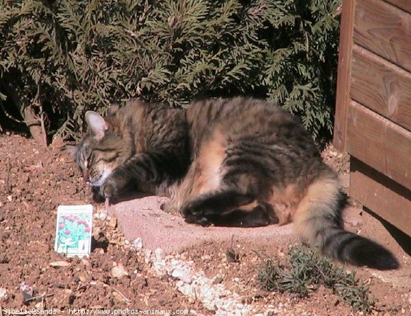 Photo de Chat domestique