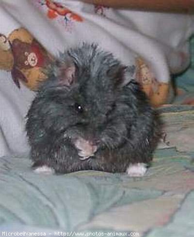 Photo de Hamster