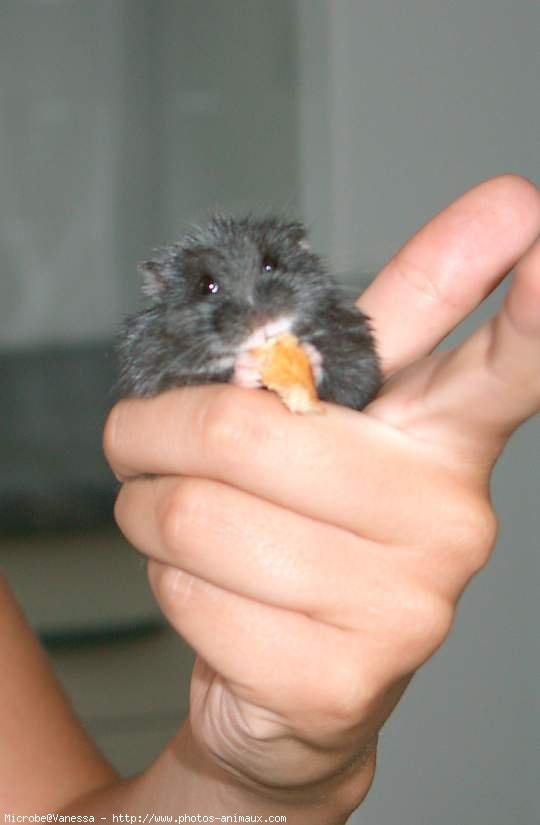 Photo de Hamster